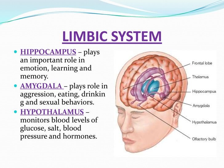 Do You Have An Overactive Limbic System Tree Of Light Health