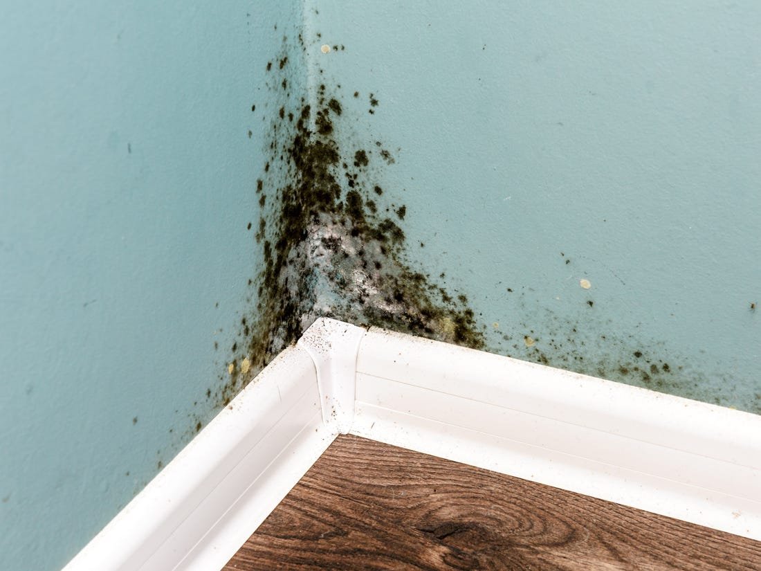 Dangers of Mold and biotoxin illness